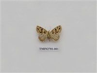 藏品(尺蛾246)的圖片